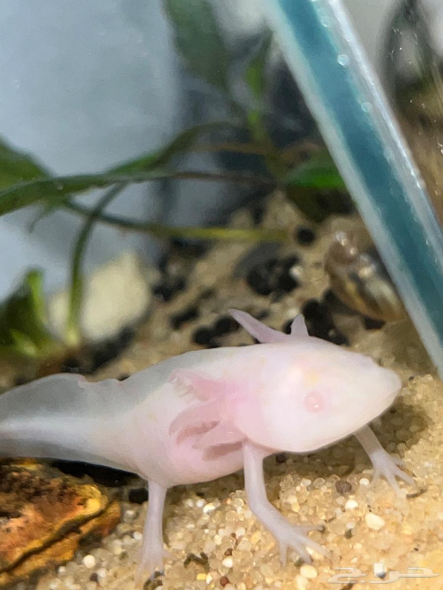 اكسلوتل عفريت الماء64586849392769112