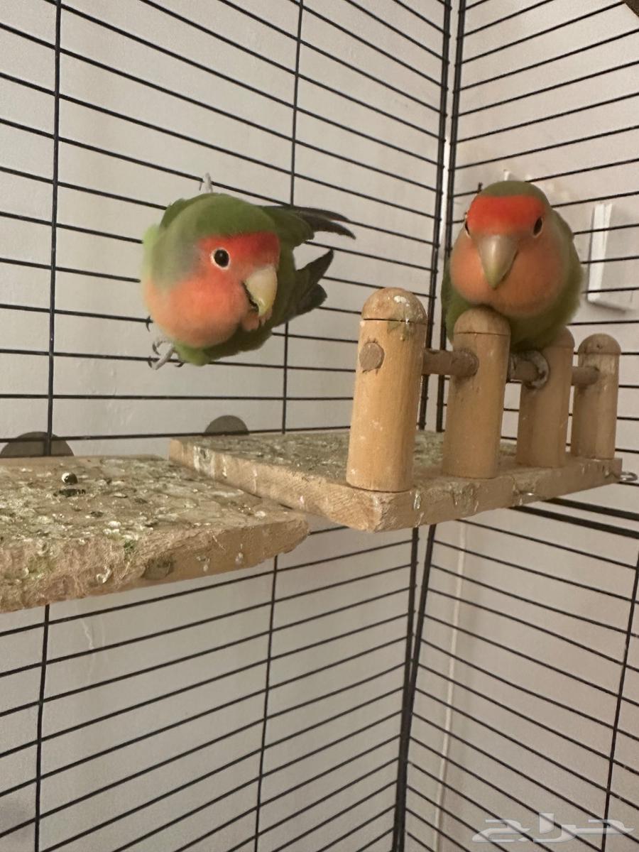 زوج طيور روز64587206247810113