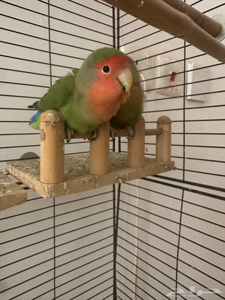 زوج طيور روز64587206247810112