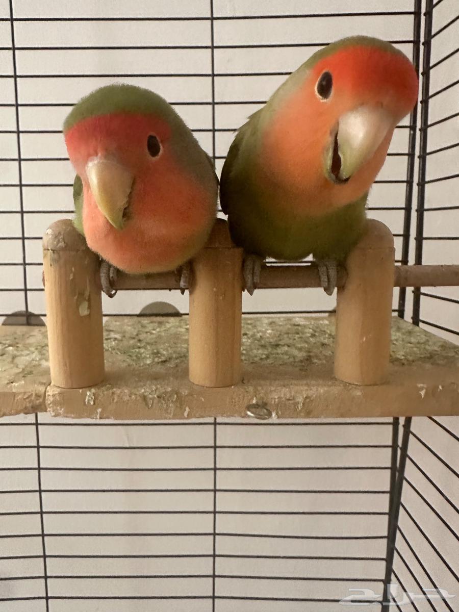 زوج طيور روز64587206247810111