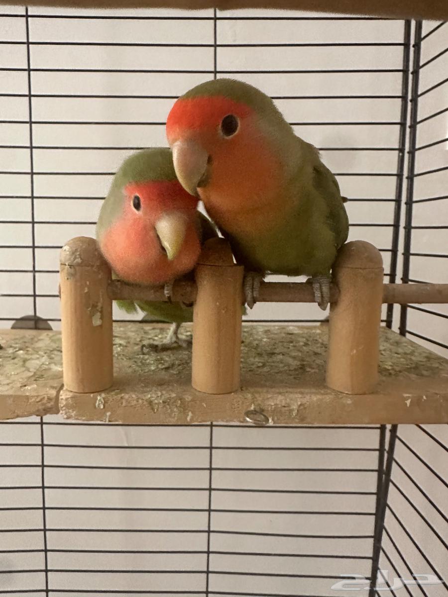 زوج طيور روز64587206247810110