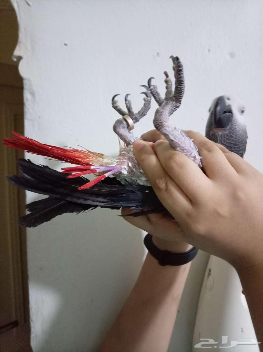 Female Budgie, Affectionate, Analytical, and Talking with Certificate for Sale or Exchange for Amazon Gift Card64586899150466112