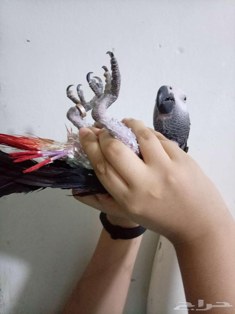 Female Budgie, Affectionate, Analytical, and Talking with Certificate for Sale or Exchange for Amazon Gift Card64586899150466114