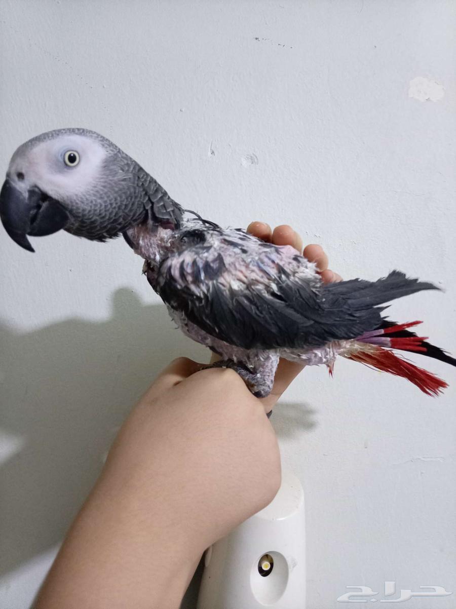 Female Budgie, Affectionate, Analytical, and Talking with Certificate for Sale or Exchange for Amazon Gift Card64586899150466110