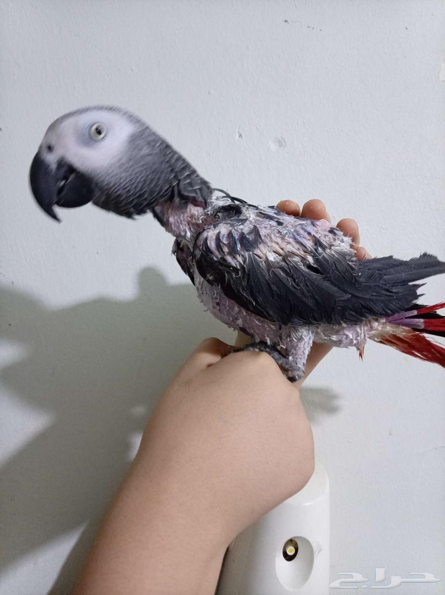 Female Budgie, Affectionate, Analytical, and Talking with Certificate for Sale or Exchange for Amazon Gift Card64586899150466113