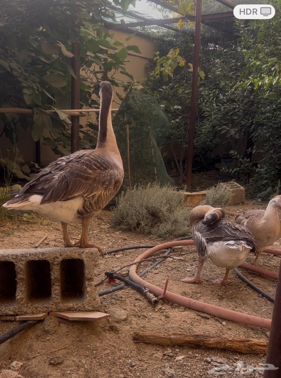 طقم اوز ( ذكر واثنتين انثى ) بصحة ممتازة64580472421634114