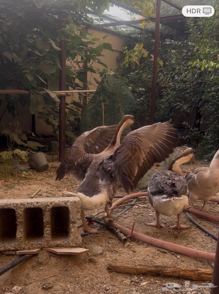 طقم اوز ( ذكر واثنتين انثى ) بصحة ممتازة64580472421634113