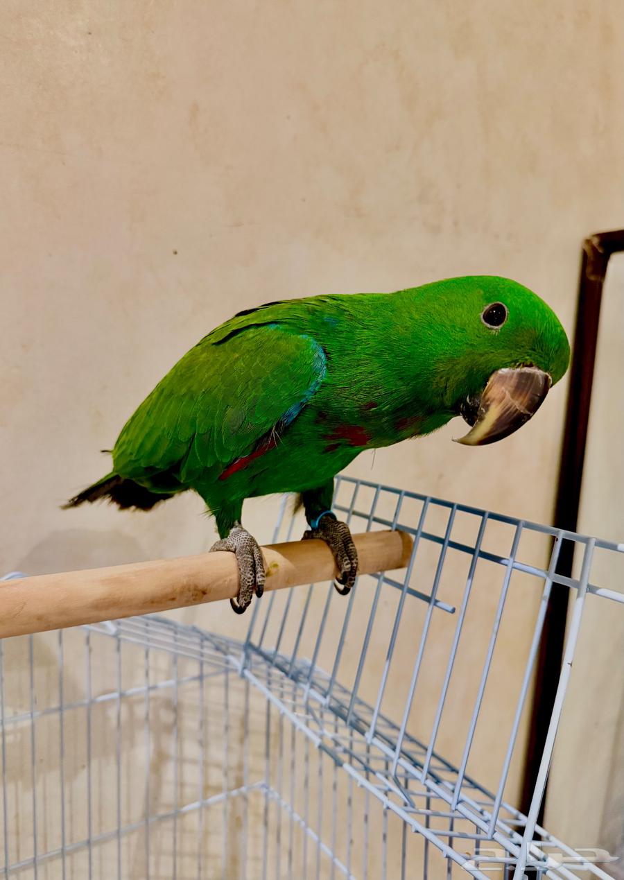 فرخ ببغاء الاكلكتوس 5 شهور ( تم البيع )64582519239297111