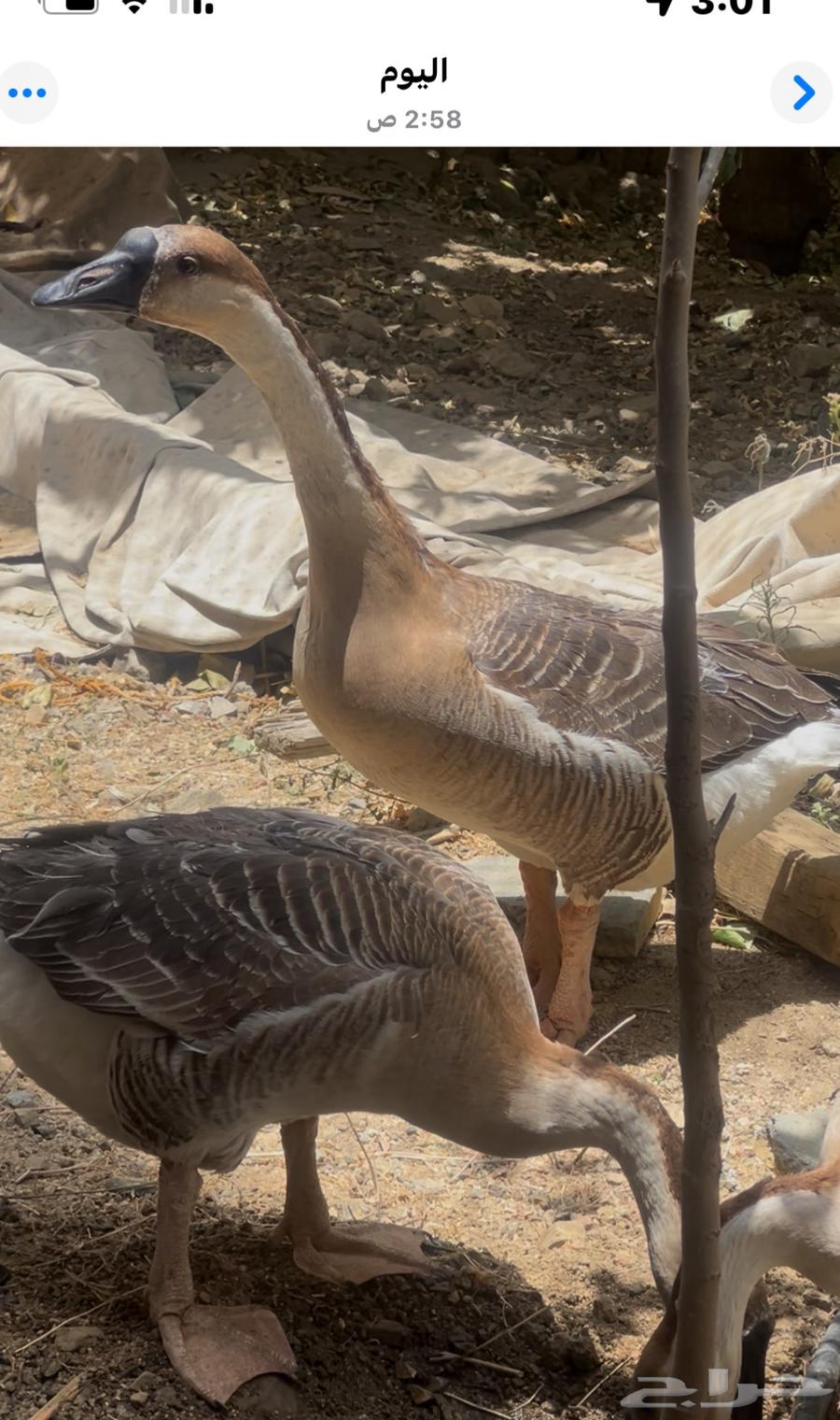 طقم اوز ( ذكر واثنتين انثى ) بصحة ممتازة64580472421634112
