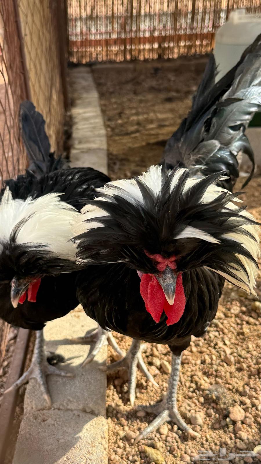 ديك بولش اسود فاخر64580990913154111