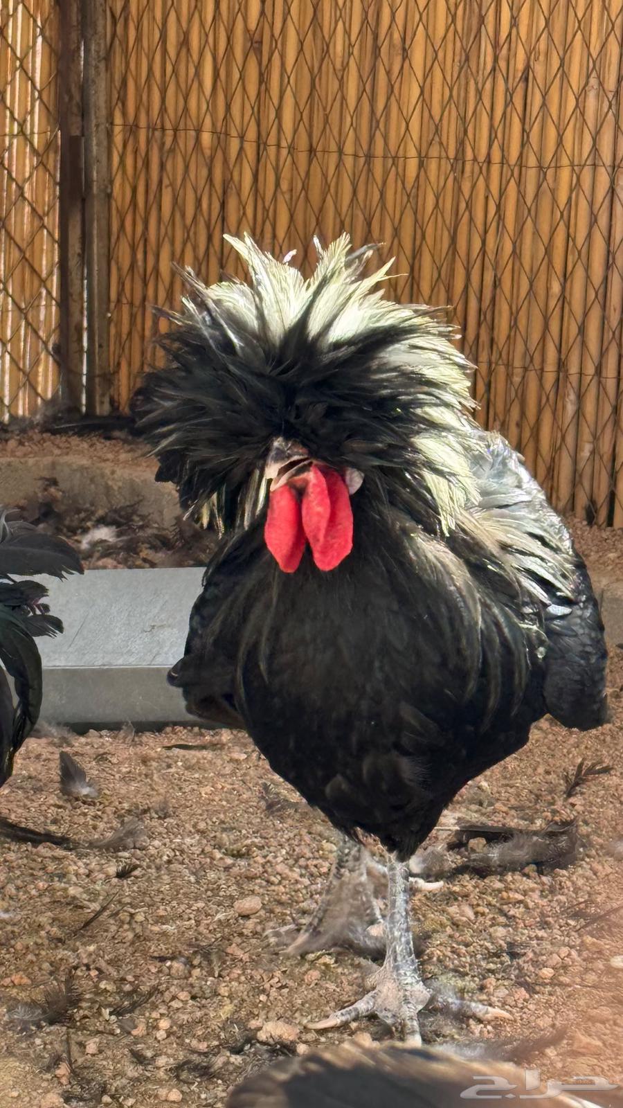 ديك بولش اسود فاخر64580990913154110