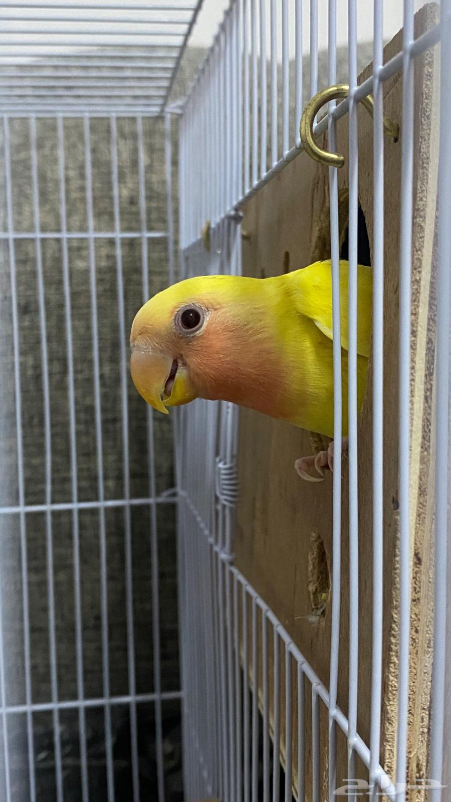 A chicken that produced eggs every day is for sale to the highest bidder64581183168131111