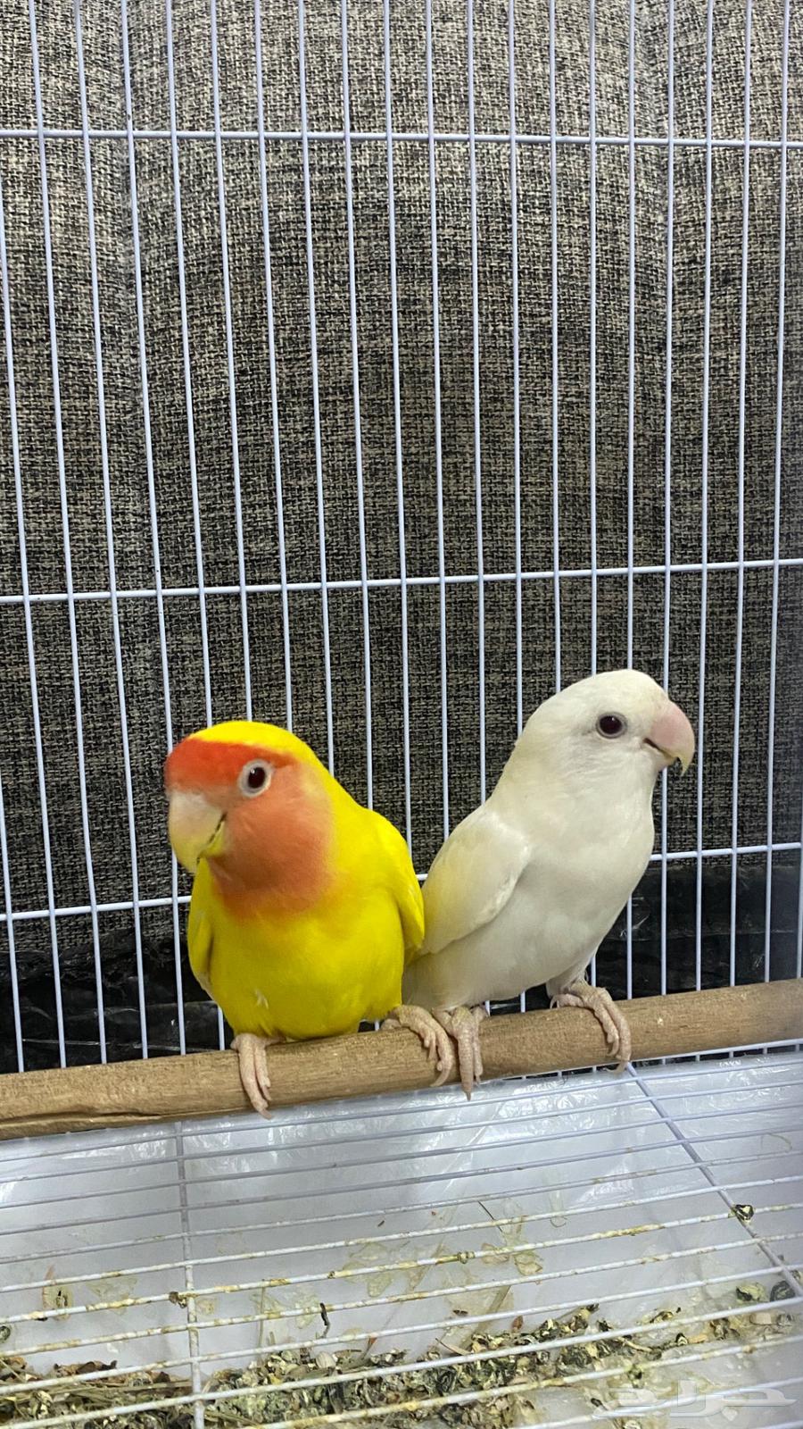 A chicken that produced eggs every day is for sale to the highest bidder64581183168131110