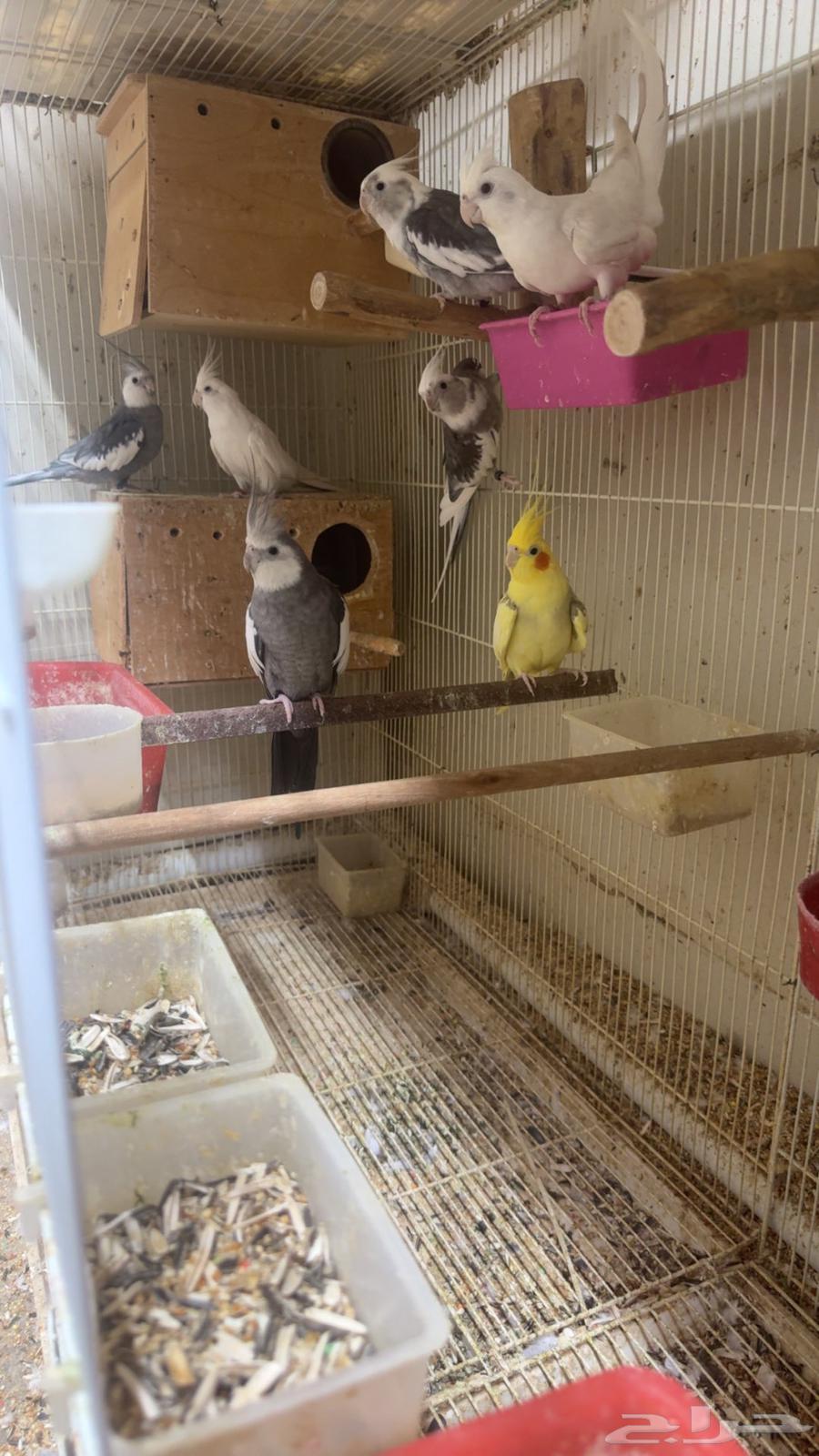 ذكور كروان هولندي64588582252545110