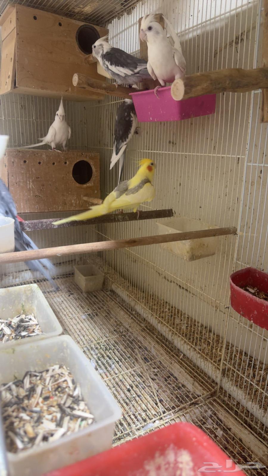 ذكور كروان هولندي64588582252545111