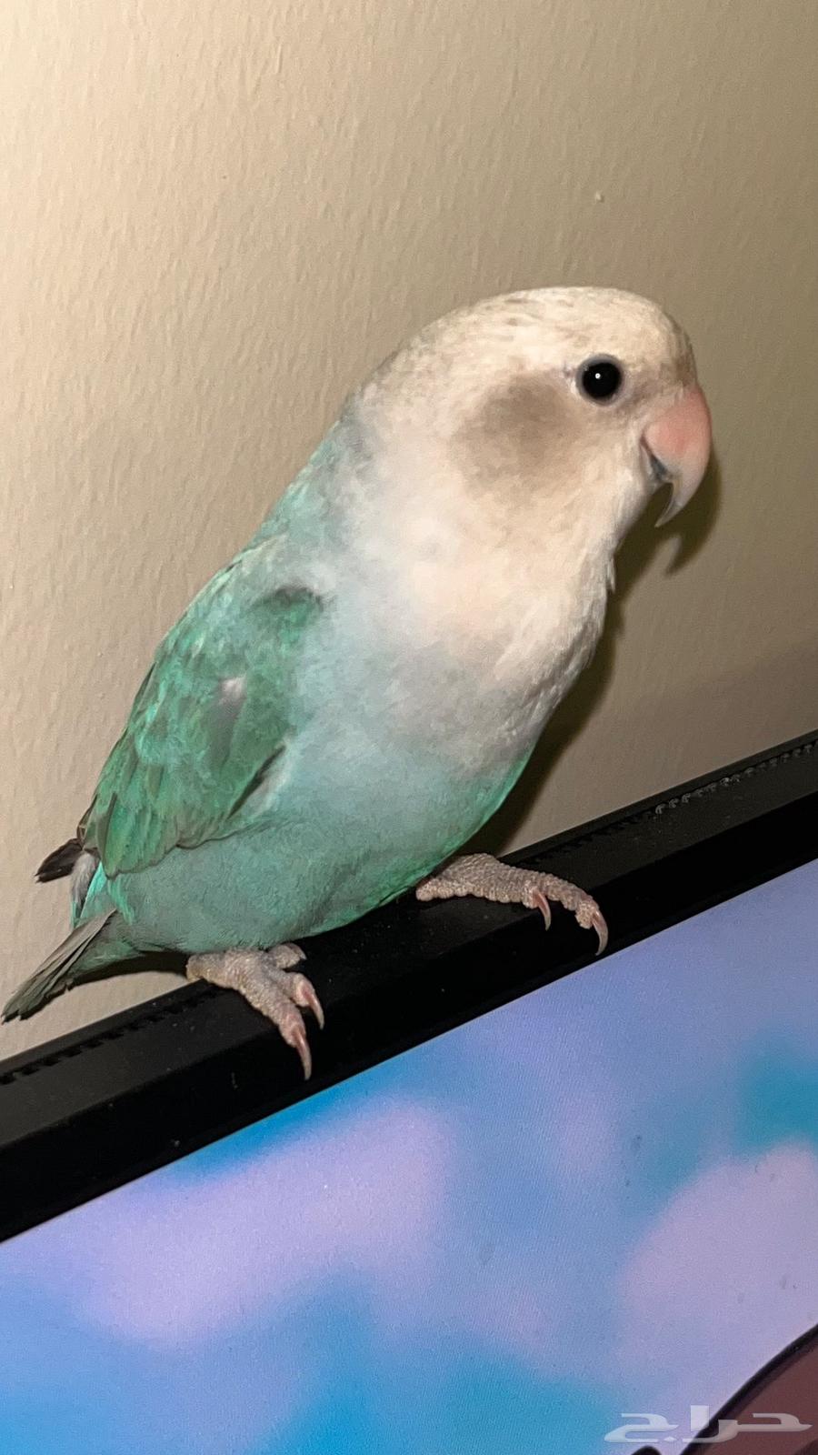 Day Bird64582117927554111