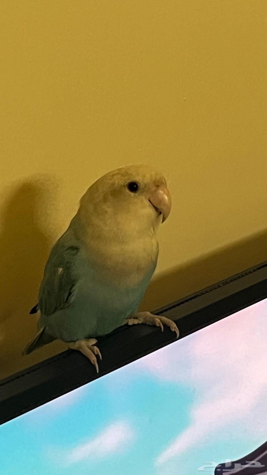 Day Bird64582117927554110