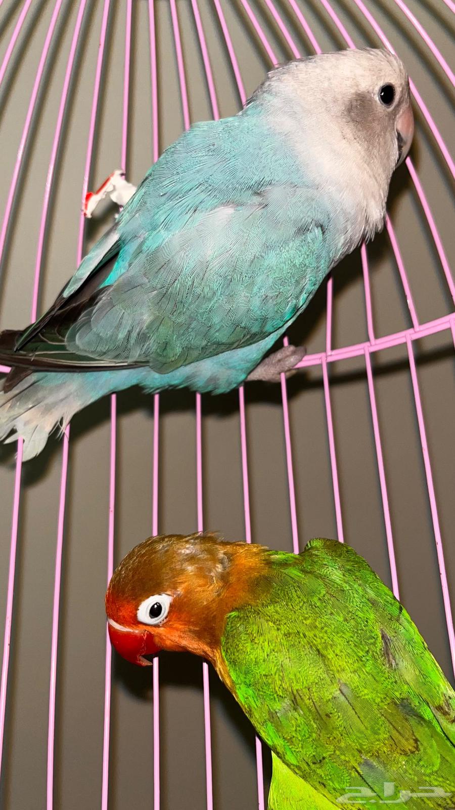 Day Bird64582117927554112