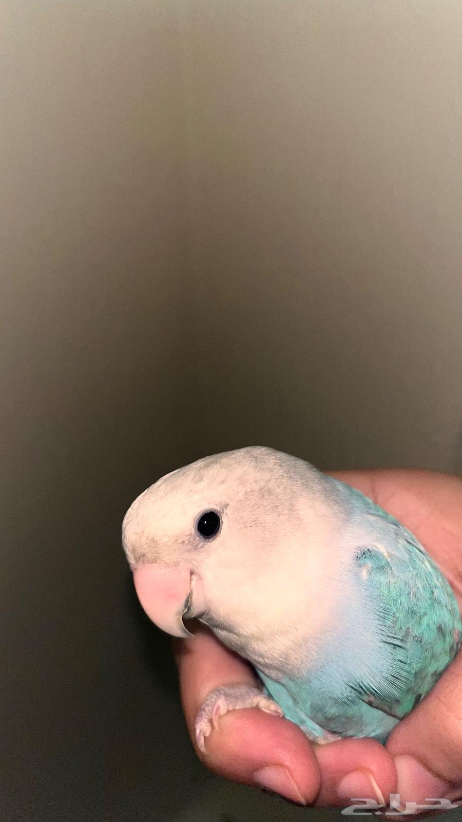 Day Bird64582117927554113