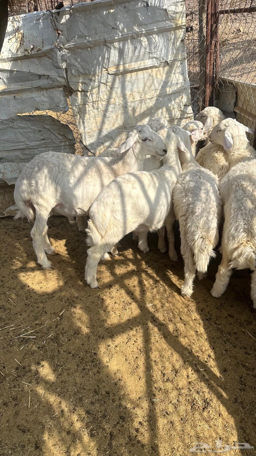 طليان حبص نظيفه ومقفله شحم للبيع64582297814401110