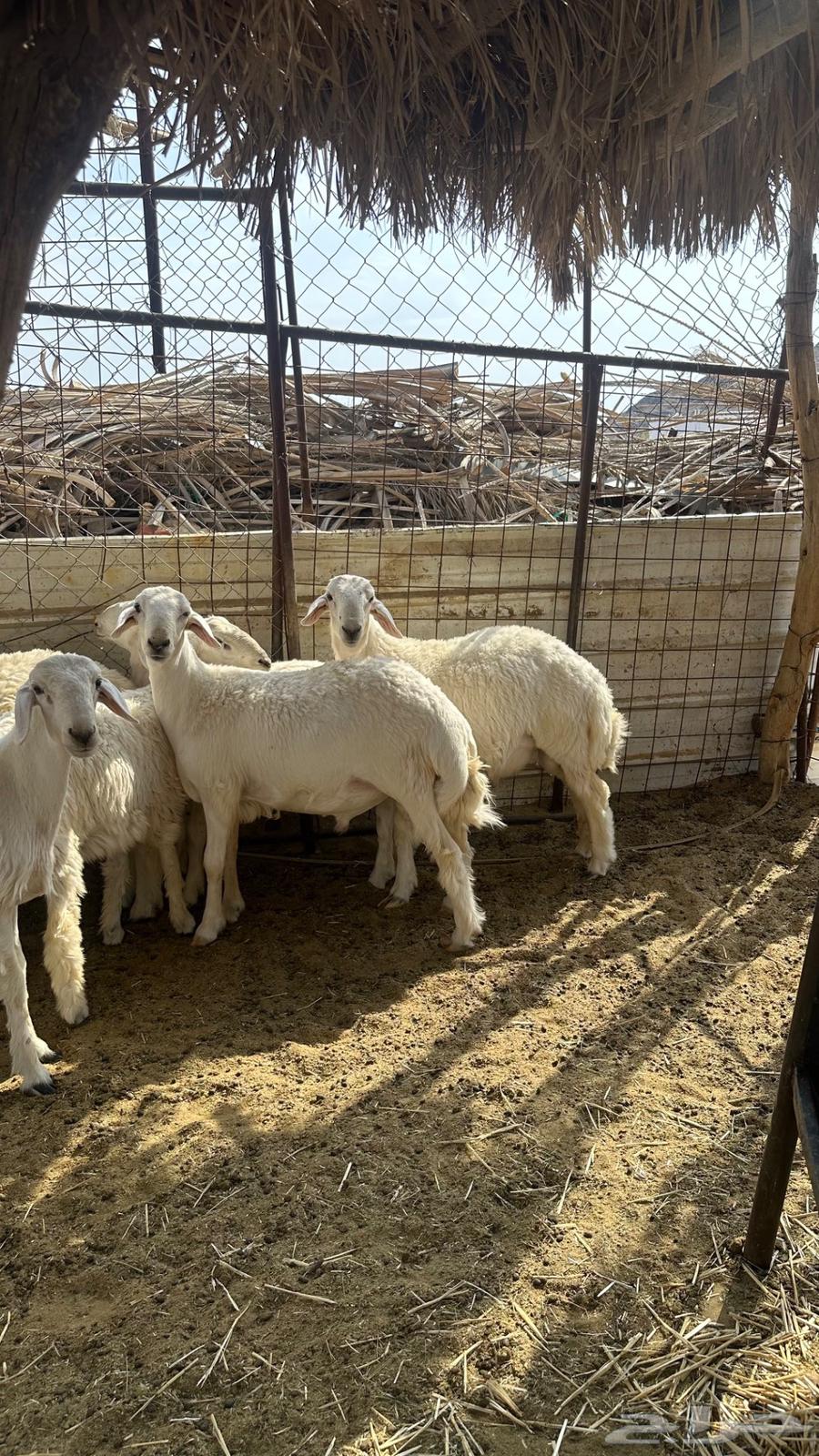 طليان حبص نظيفه ومقفله شحم للبيع64582297814401111