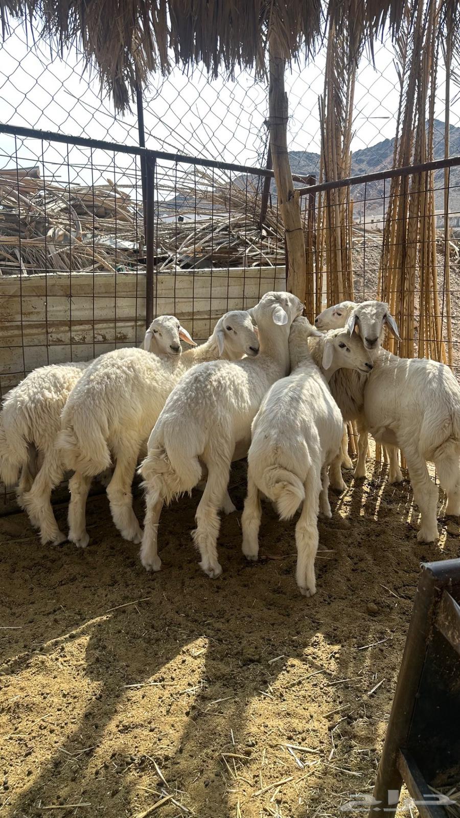 طليان حبص نظيفه ومقفله شحم للبيع64582297814401112