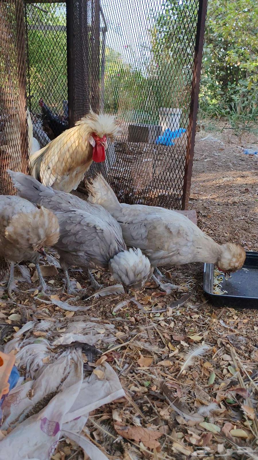 دجاج بولش64582519262466111