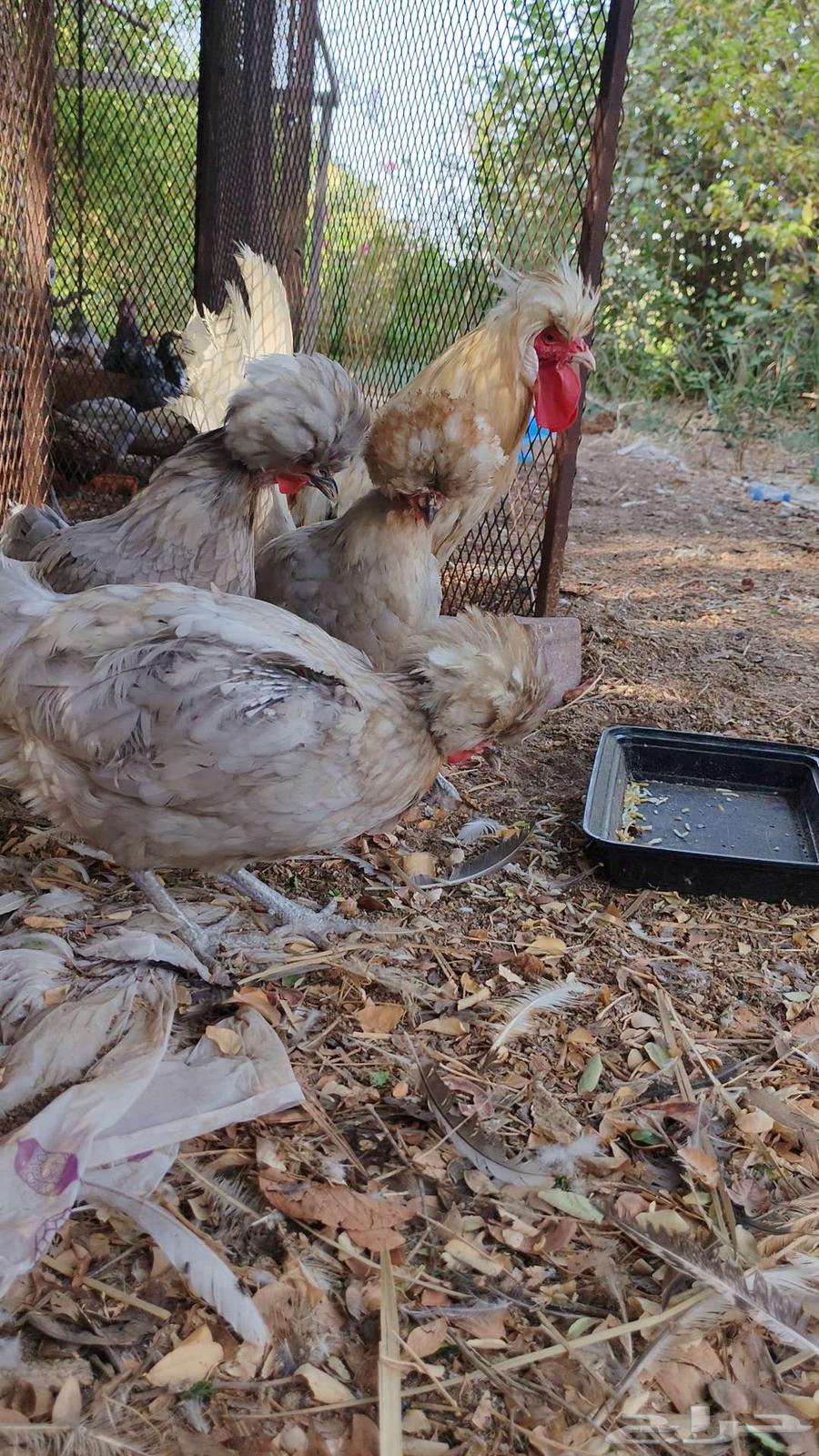 دجاج بولش64582519262466110