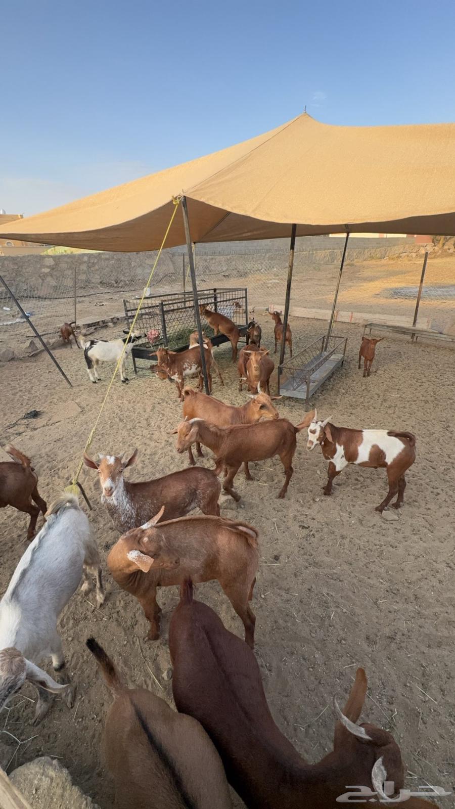 تيوس للبيع64583078116995113