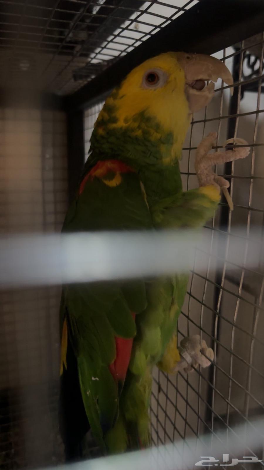 زوج دبل يلوهيد ماقنا منتج64584206525186111