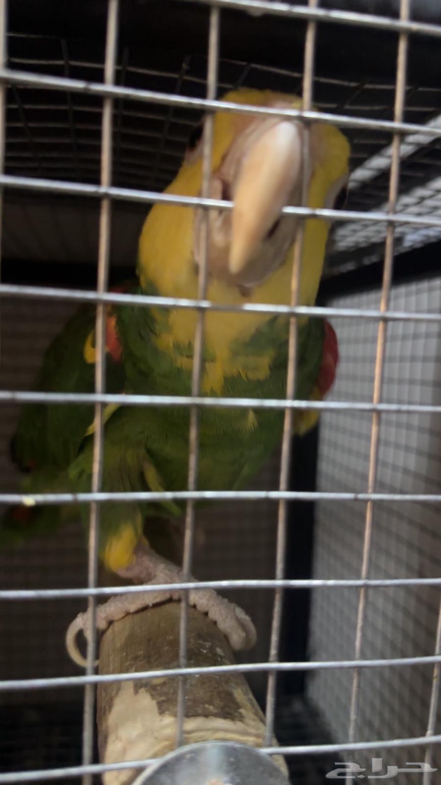 زوج دبل يلوهيد ماقنا منتج64584206525186113