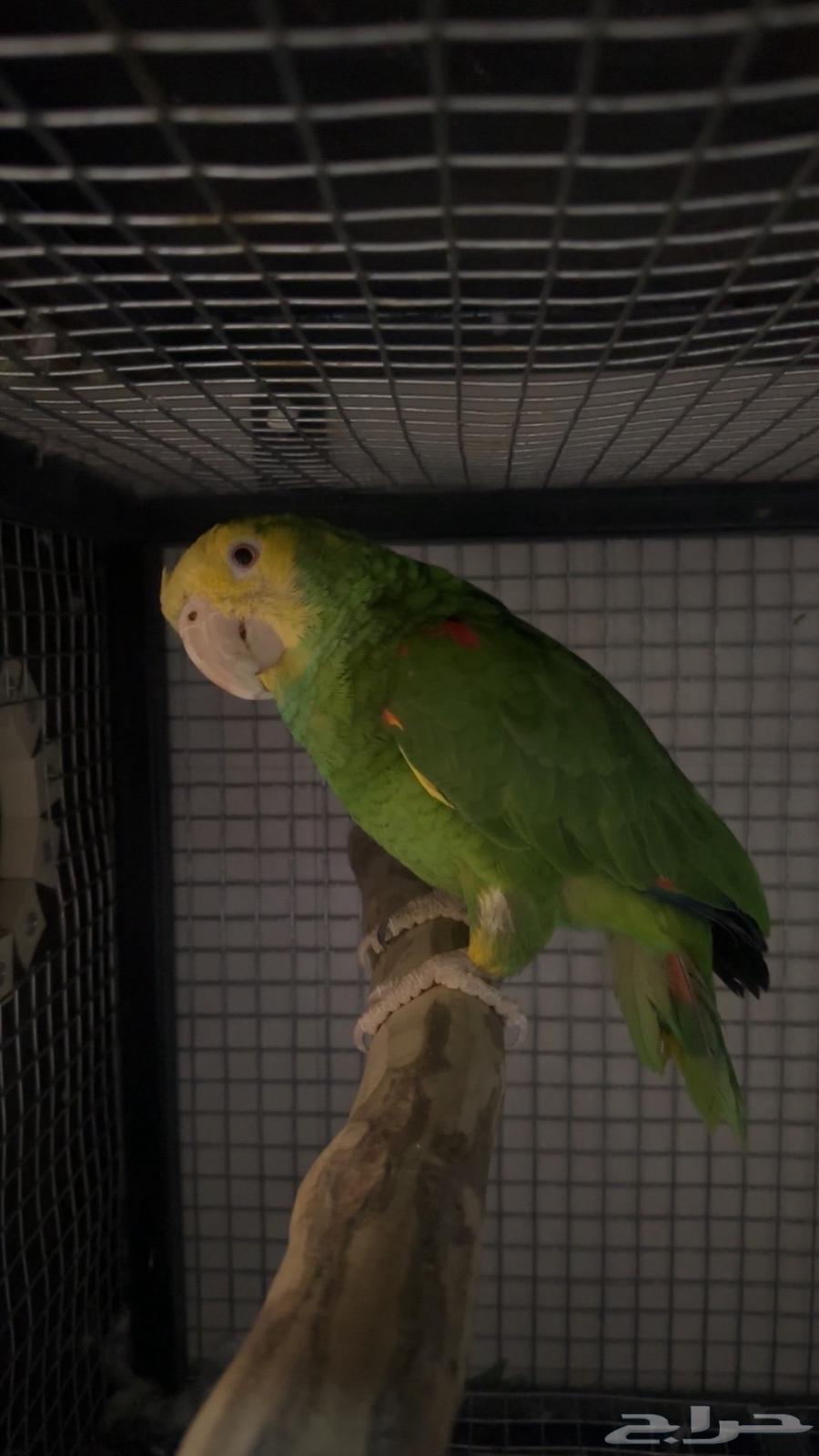 زوج دبل يلوهيد ماقنا منتج64584206525186112