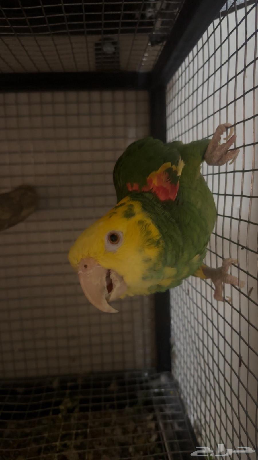 زوج دبل يلوهيد ماقنا منتج64584206525186110