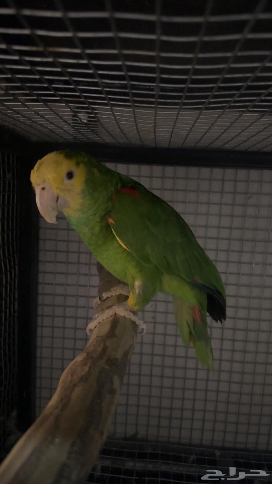 زوج دبل يلوهيد ماقنا منتج64584206525186114