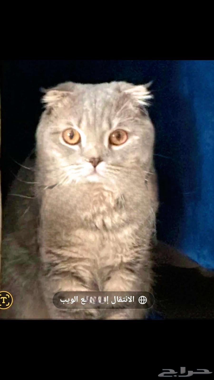 قط سكوتش فولد جميل ب 200 ريال فقط مع اغراضه64584305859970110