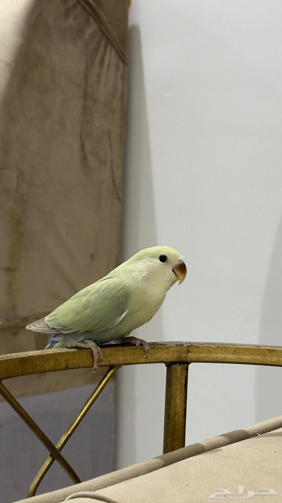 فروخ روز64585309673218110