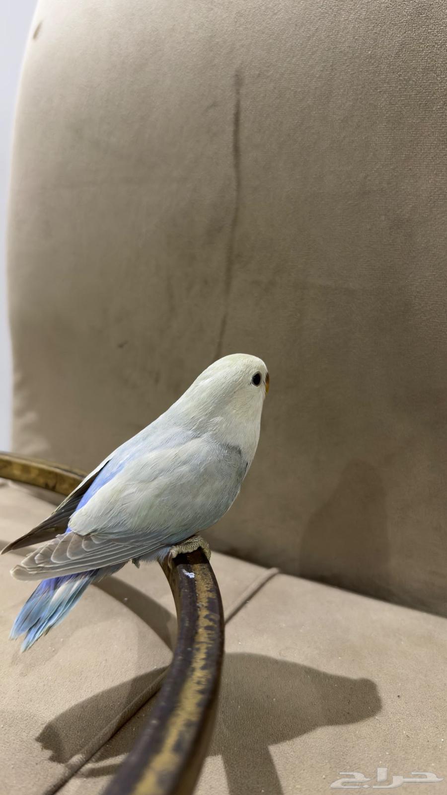 فروخ روز64585309673218113