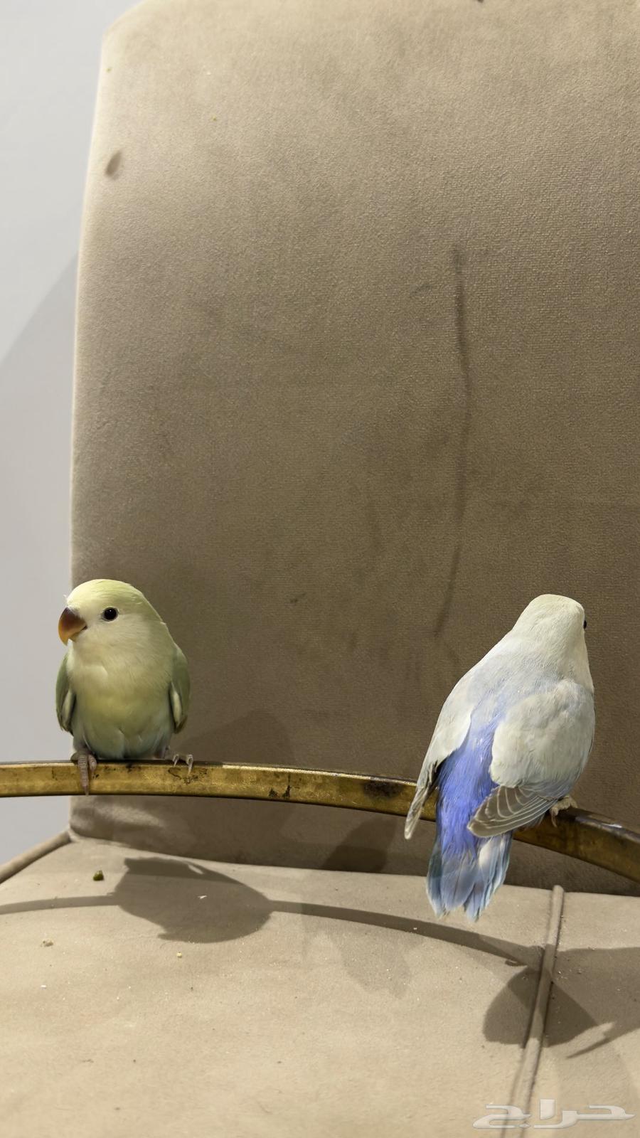 فروخ روز64585309673218111