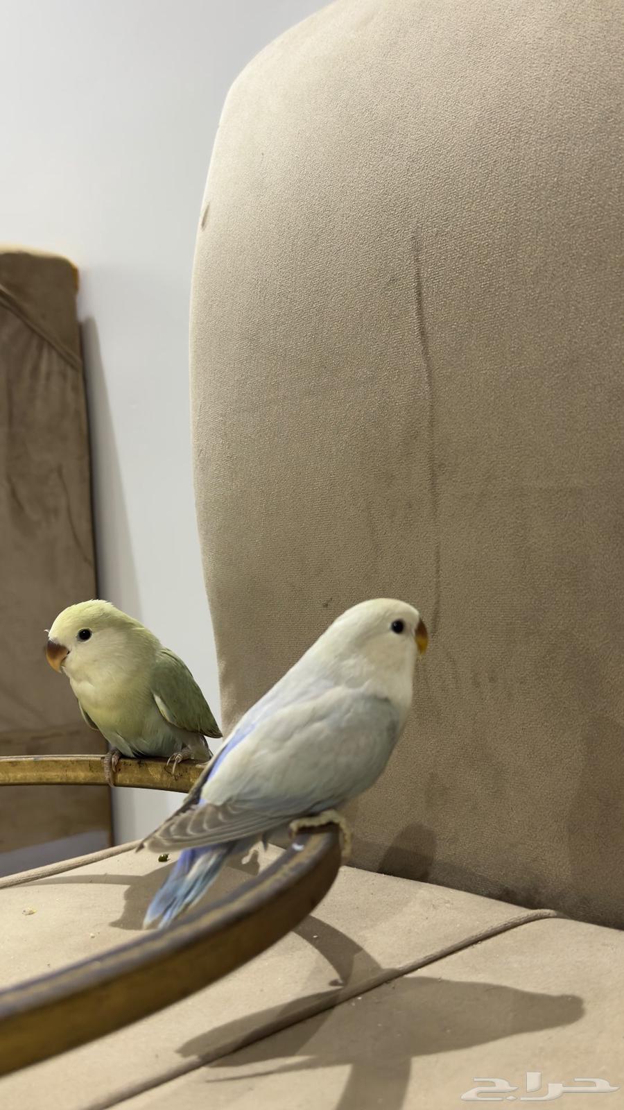 فروخ روز64585309673218112