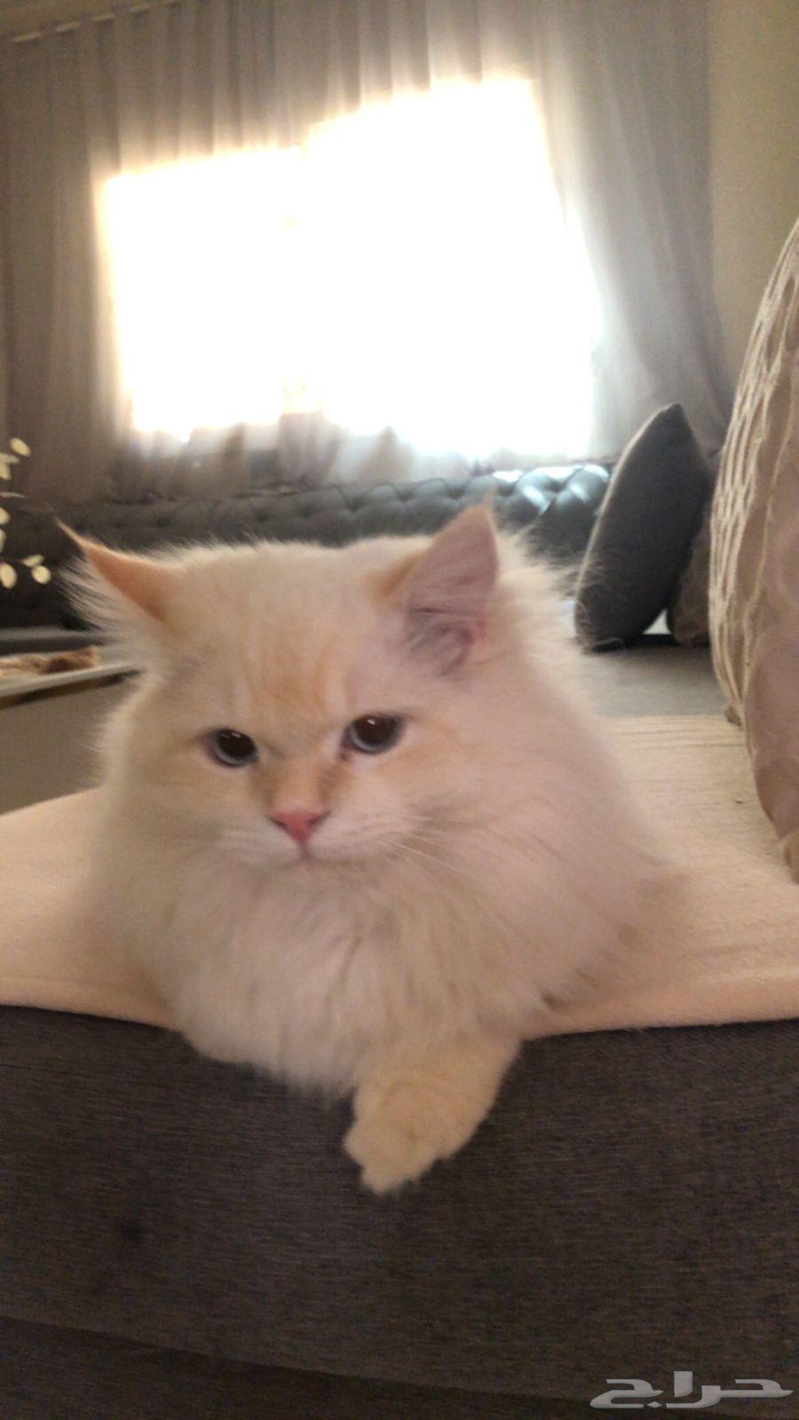 قط هملايا اورنج64585380750723113