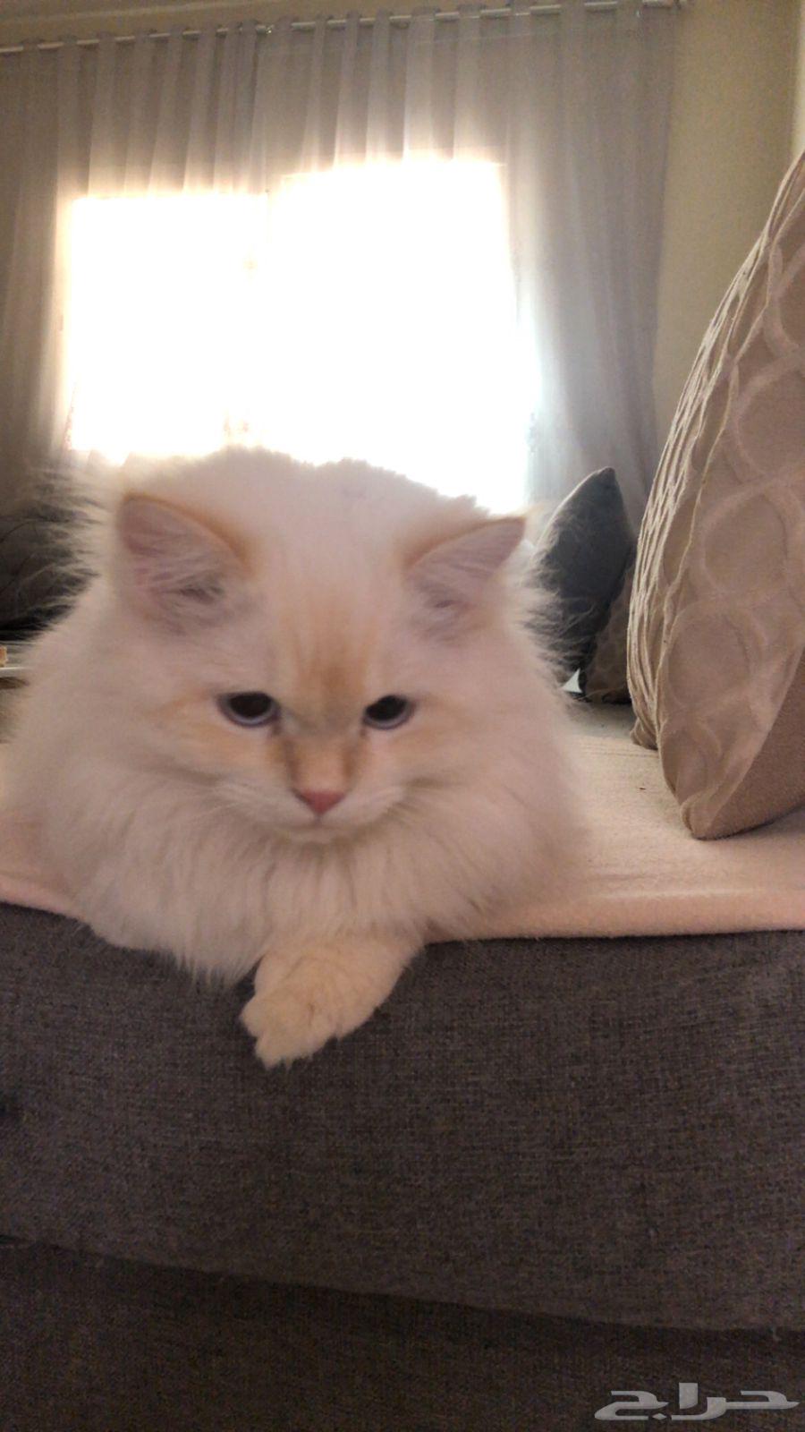 قط هملايا اورنج64585380750723110