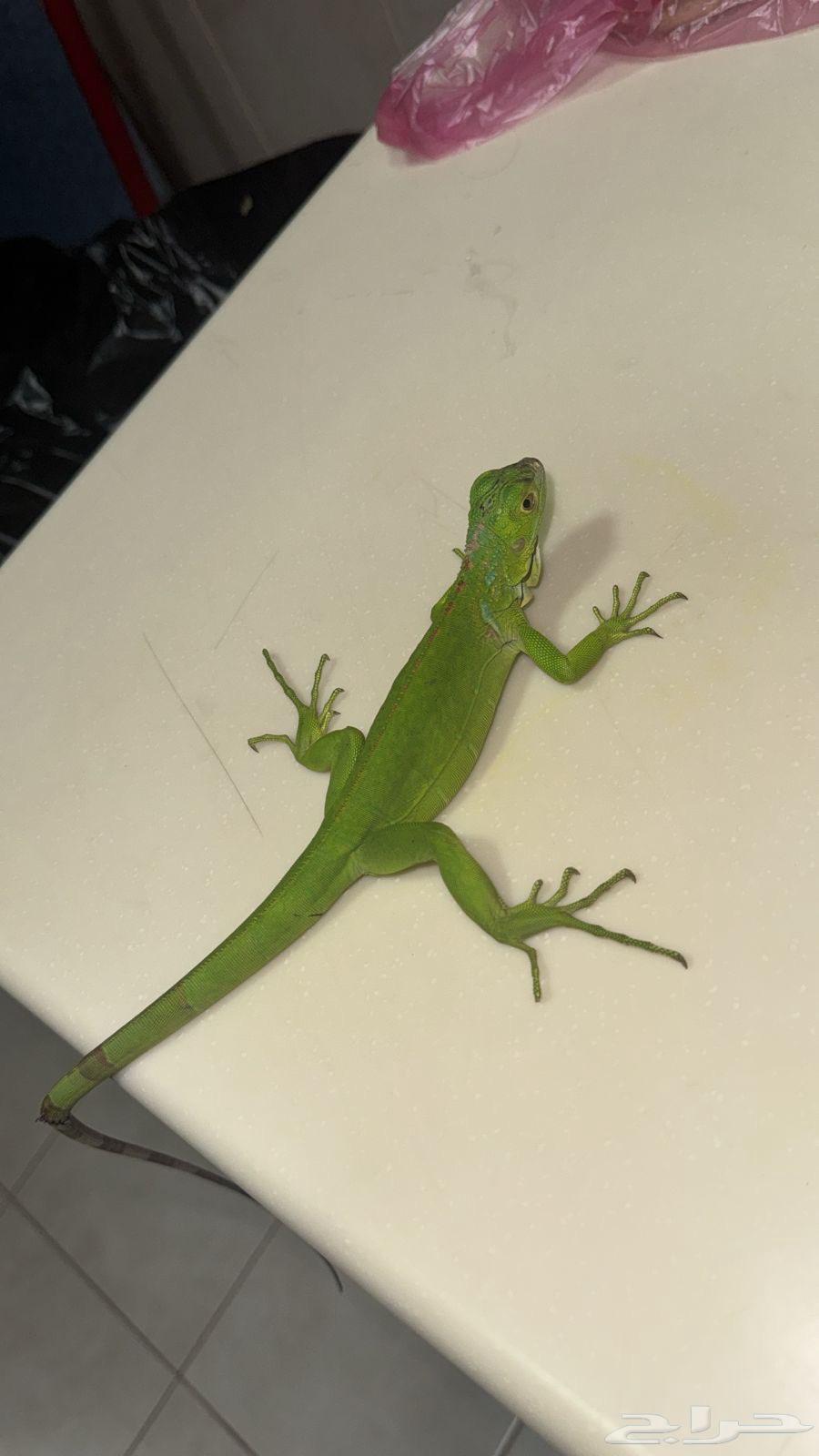 ايجوانا وجيكو للبيع64586339303169111