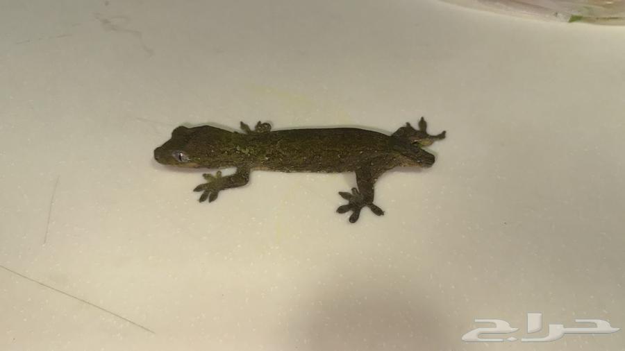 ايجوانا وجيكو للبيع64586339303169110