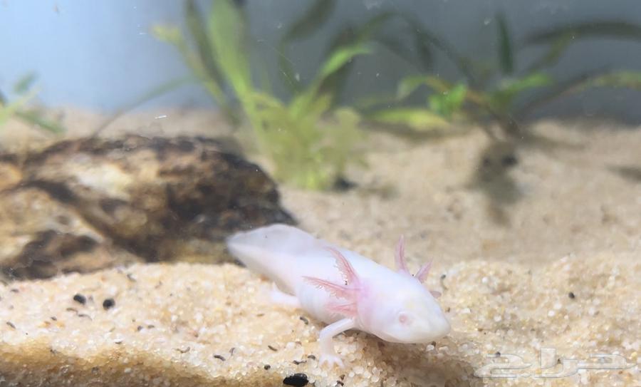 اكسلوتل عفريت الماء64586849392769114