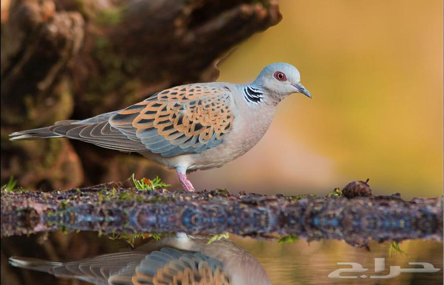 Lunar for sale, separated64581662868483110