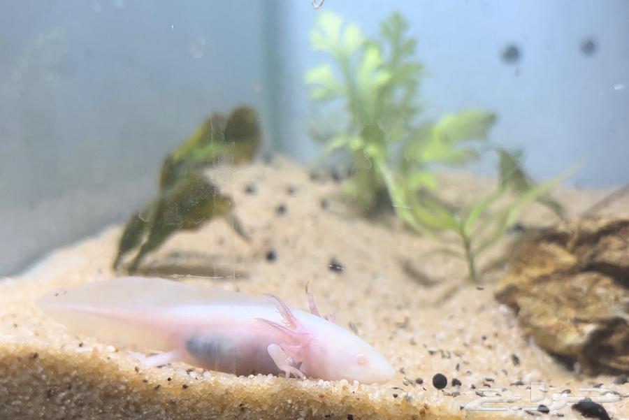 اكسلوتل عفريت الماء64586849392769113