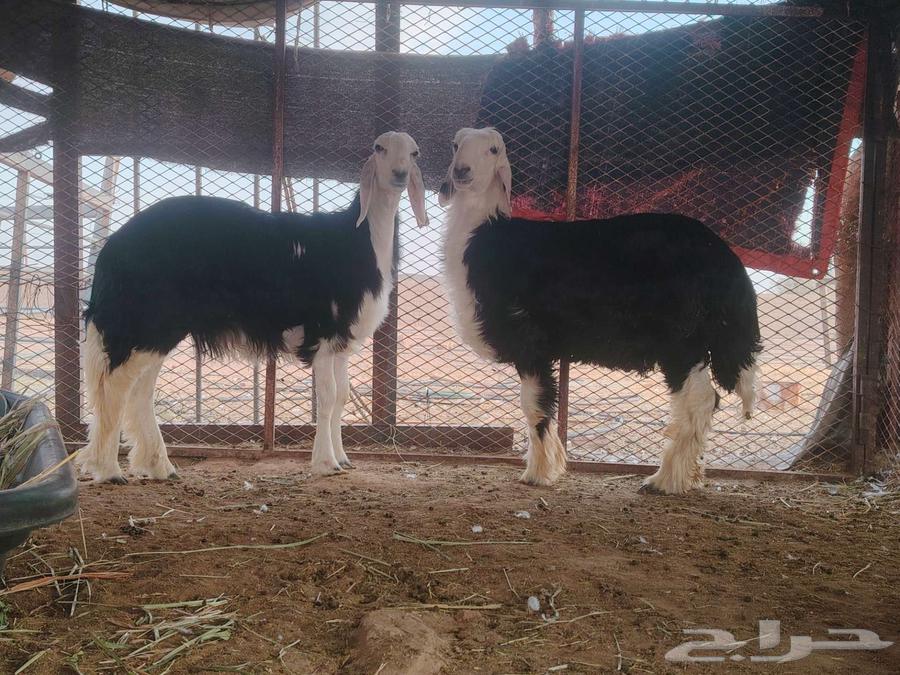 رخل وخروف نجديه جروم ناهيه64581018526979110