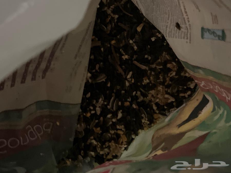 Day Bird64582117927554114