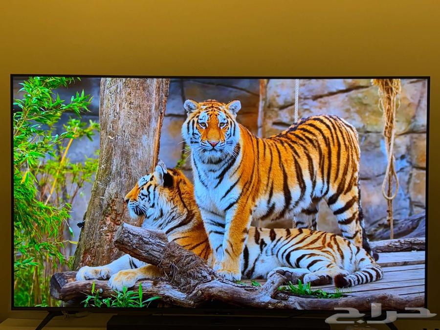 شاشة TCL Mini LED جديدة كليا - تم تركيبها وتجربتها فقط64584135089410111