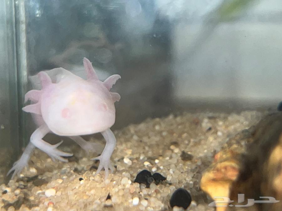 اكسلوتل عفريت الماء64586849392769111